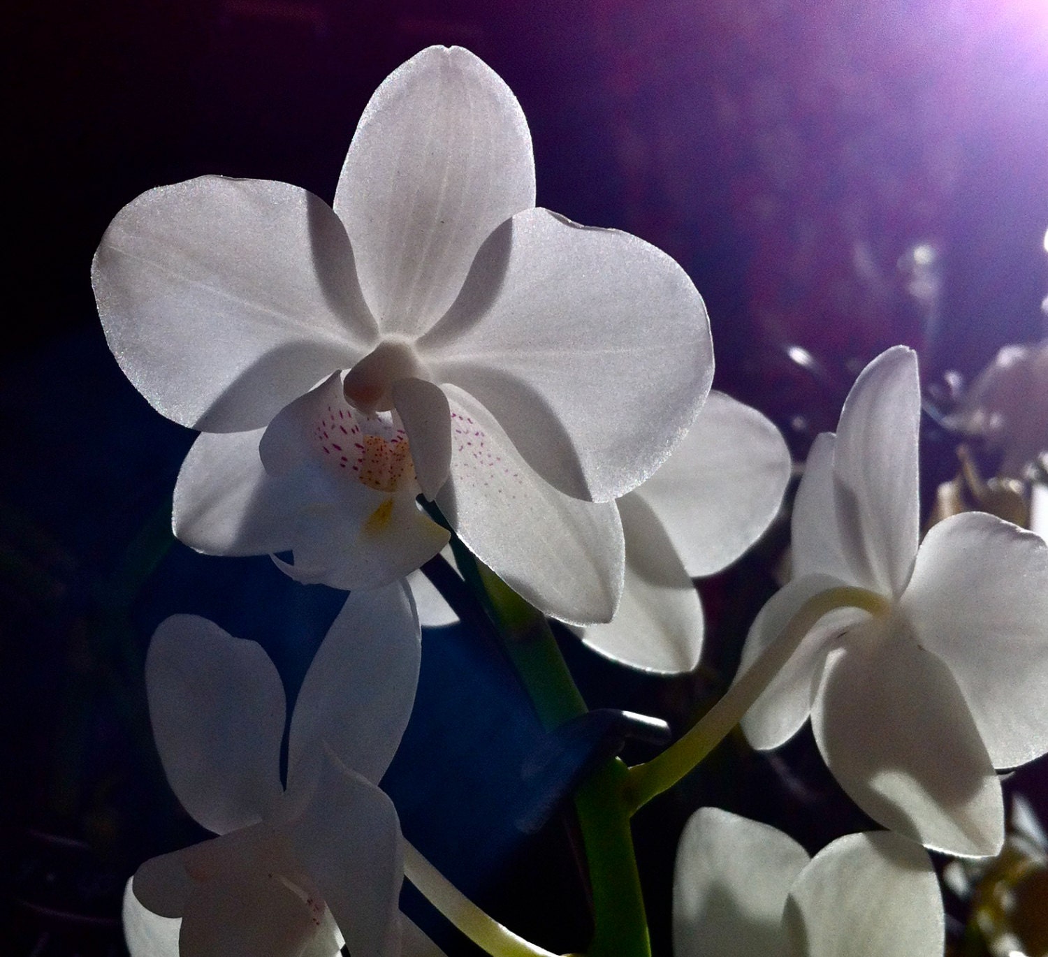 orchid