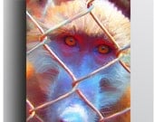 Chacma Baboon - 5x7 Giclee print on canvas