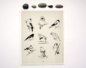 Finch Nature Study 8x10 art print, drawing, birds, natural history, nature, sketch, vintage style, illustration