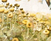 yellow flowers flower photography dreamy pretty beautiful home decor 8 x 10 PHOTO mums fall autumn bokeh blooming