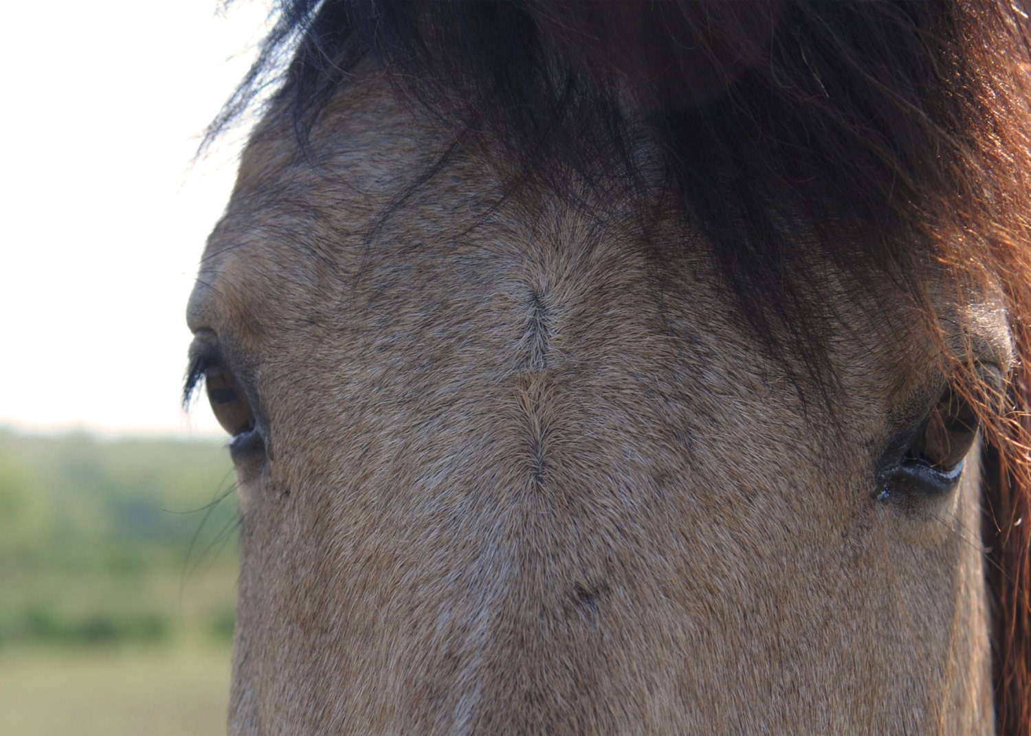 Horses Eyes - 5x7 Print