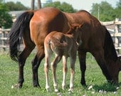 Mother And Foal