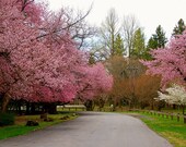 Spring Bloom - Fine Art Print