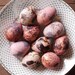 Quail Eggs - Pastel Pink Mix - 10 Beautiful Dyed Eggshells