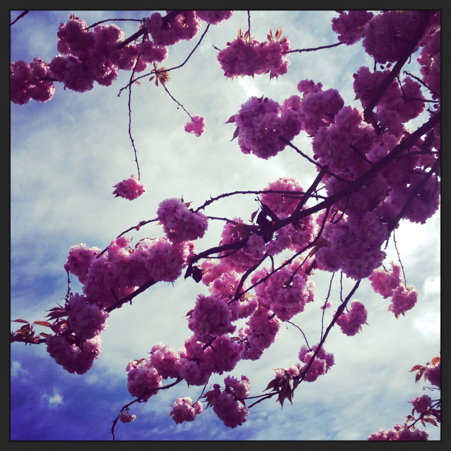 Spring is in the Air Photo by Kate Sexson 20x24 FREE Shipping in USA