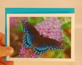 BUTTERFLY Note cards by Robin Seeber Pack of 4 note cards