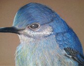 Mountain Bluebird Original Drawing