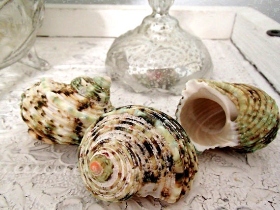 Beach Decor, Sea Shell Decor, Bulk Shell Supply - Silver Mouth Green Turbo Sea Shells, Set of 6