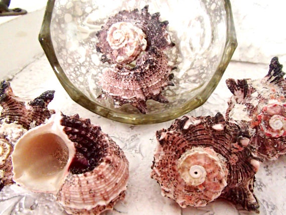 Beach Decor, Shell Decor - Delphinula Sea Shells, Set of 6