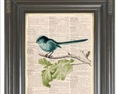 BOGO SALE Vintage Blue long tailed bird Spring Dictionary page art print printed on old antique dictionary book page.  Item No. 525