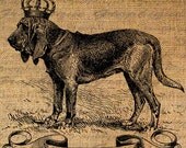 Chien de St Hubert FRENCH Text Female Dog Digital Collage Sheet Download Burlap Fabric Transfer Iron On Pillows Totes Tea Towels No. 4437