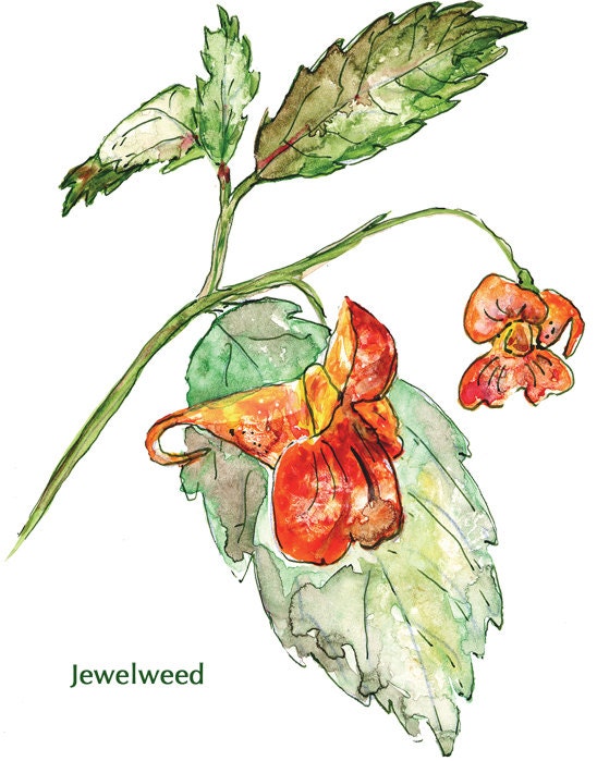 Jack in the Pulpit and Jewelweed Wildflower Notecards