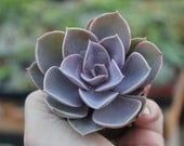 Echeveria Perle Von Nurnberg Succulents Set of Five 5 Gorgeous 2.5" Potted  succulent plants  Gifts table decor favor