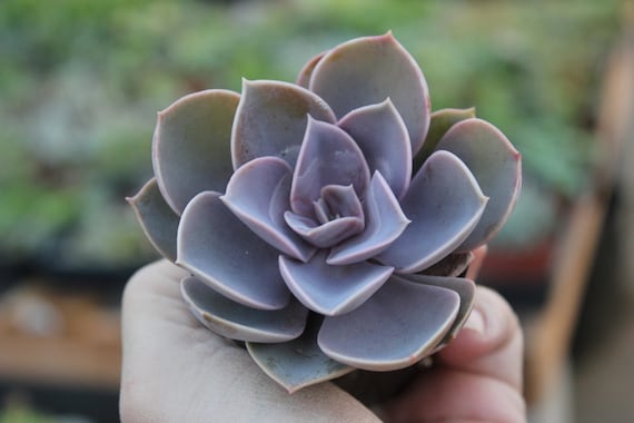 Buy plants gifts delivery. - Echeveria Perle Von Nurnberg Succulents Set of Five 5 Gorgeous 2.5" Potted  succulent plants  Gifts table decor favor