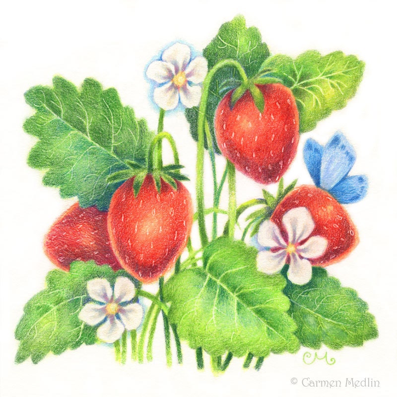Summer Treat - Original Strawberry Colored Pencil Painting