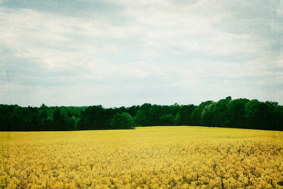Landscape Photography - 8x12 Fine Art Photography, field of yellow wildflowers, country, yellow, green, gold, nature, home decor