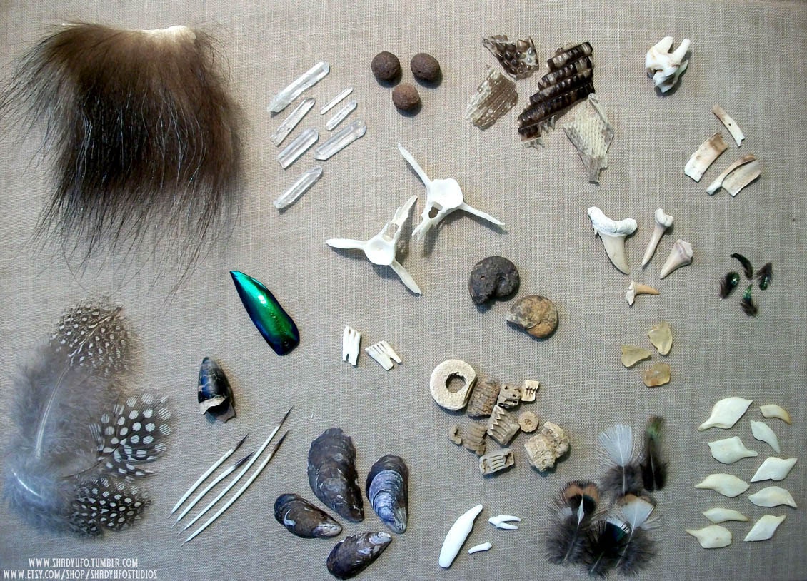 Start Your Own Curiosity Collection Kit