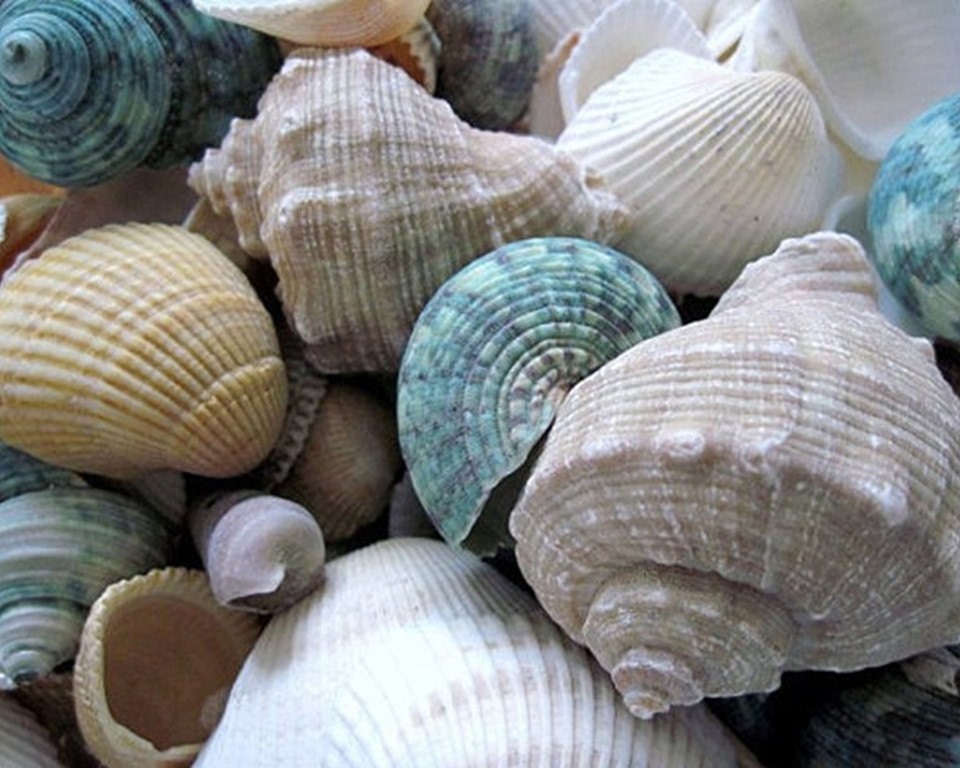 Aqua Seashells, 30  x 24, Laminated Fine Art Photograph, Modern Graphic Art , Sidewalk Art Sale