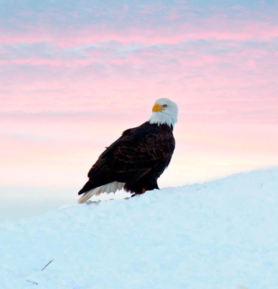 Fine Art Photography,Wildife Nature Print,11X14 ,Winter Scenery,Bald Eagle