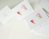 pack of six blank cards pink blooms on white background Bauhinia Tree beautiful botanical