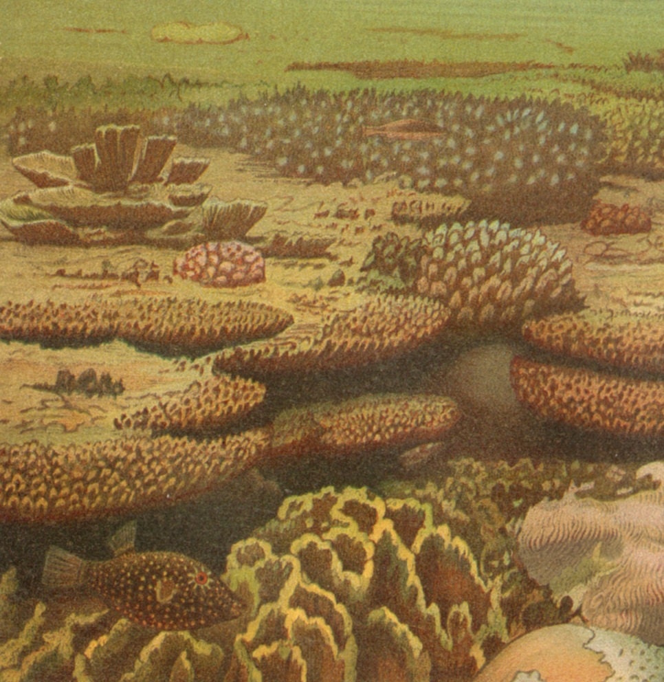 1895 Living Coral Reef, Tropical Fishes Brilliantly Coloured Antique Chromolithograph to Frame
