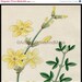 On Sale 15 % Off Antique Print Winter Jasmine Jasminum Nudiflorum Family 1852 Hand Colored Print Stunning Color and Detail