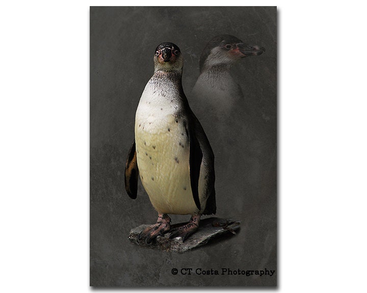 Penguin Wildlife Print, nature wall art, nursery decor, Bird photo, tuxedo animal art