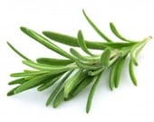 Fresh Rosemary Tincture, the flowering herb