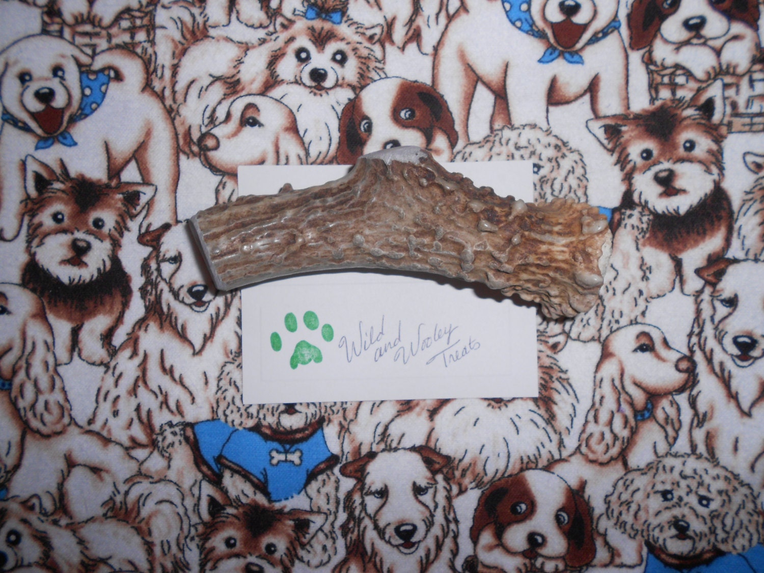 Medium Deer Antler Dog Chew (Lot 681)