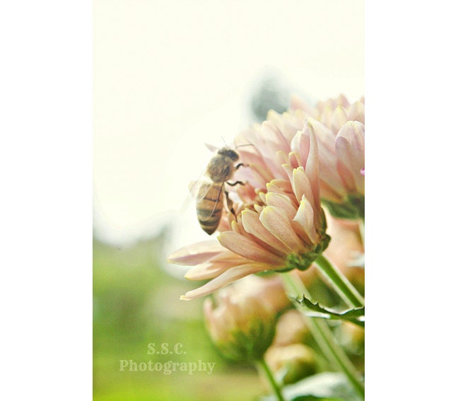 Spring Photography. Bee on flower. Bee photo. floral art. Flower. Pastel. Pale. Pink. Green. Girly. Nature decor. insect. macro photography