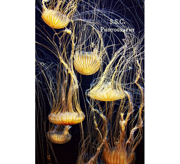 Jellyfish photo. Sea life. Aquarium. navy blue. yellow. sea life. ocean. aquatic. animals. nature art. fish. futuristic