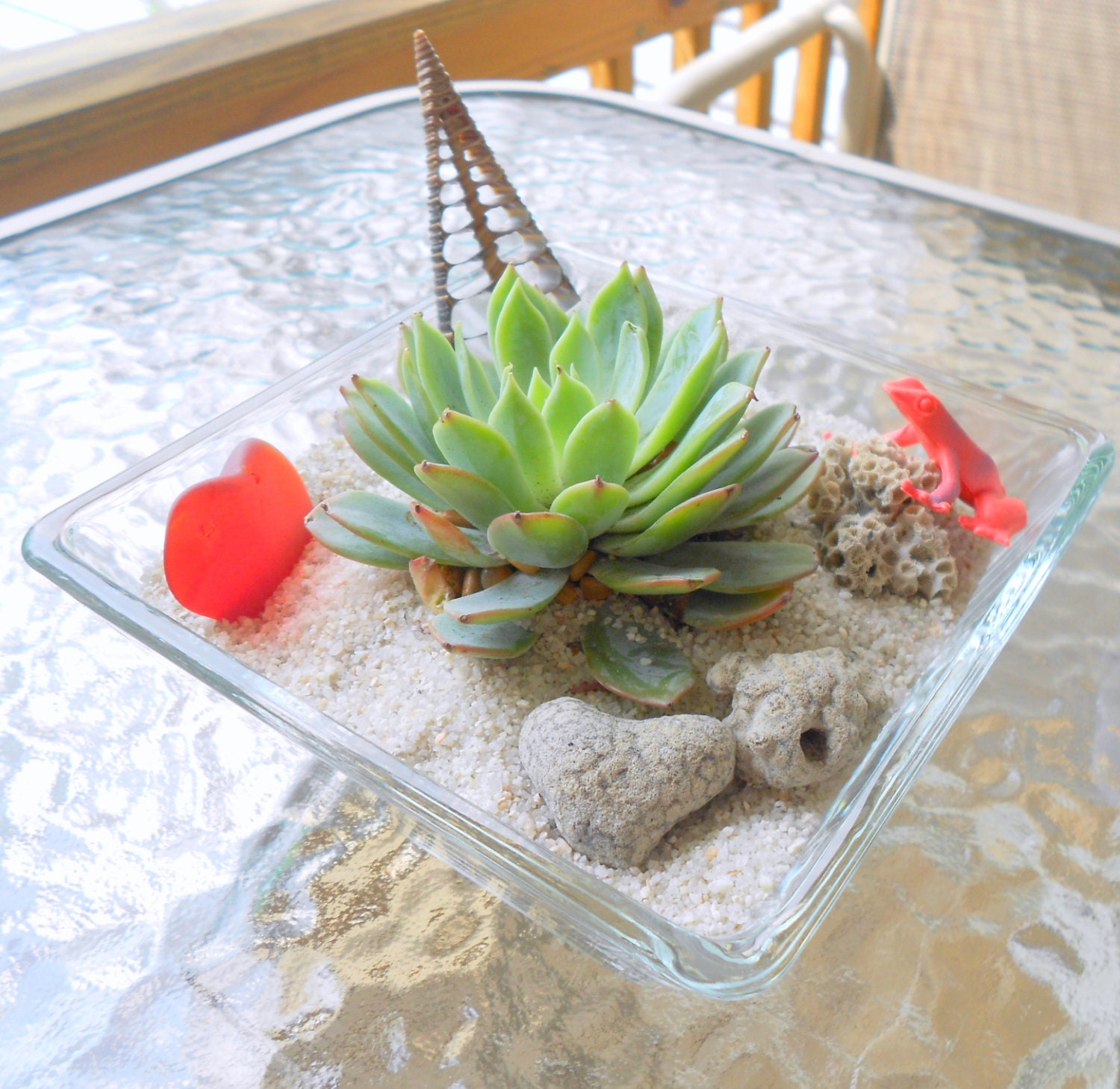Succulent Terrarium,  SUCCULENT GARDEN with Frog, Real RED  Sea Glass, Ancient Coral