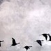 Minimal Geese in flight art print, 11x14 large, Gray clouds and flock of birds wall art