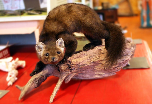 Taxidermy Marten