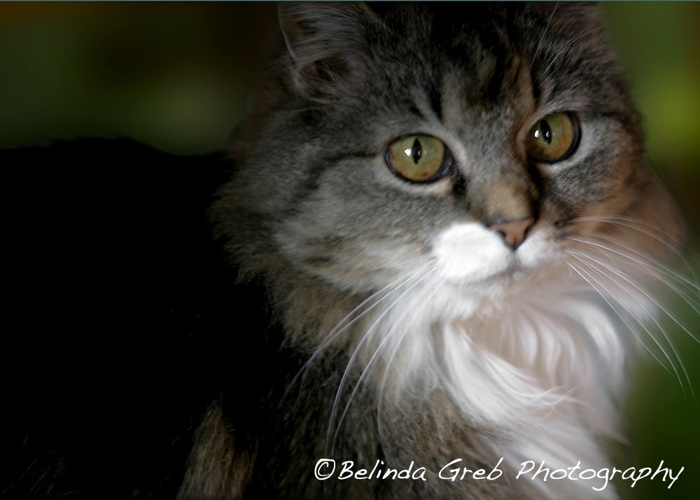 Cat - Nature Photography animal photography cat, grey white whiskers, feline, 5x7 unframed print