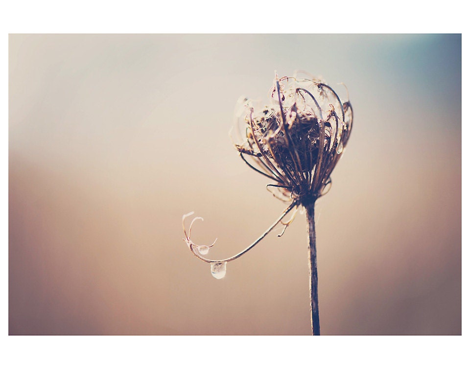 skeleton winter flower dew color photo print - whimsical fine art nature photography, macro, morning, teal, cream  - 14x11