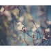 spring blossom flower color photo print - whimsical fine art nature photography, blue, white, flora, soft, beauty, peace - 14x11