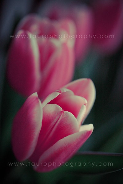 Tulip Study No. 2