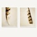 Feather Photo Set, brown, sepia photography, feather art  print photo set home decor wall decor