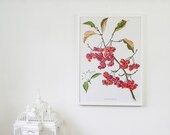 Vintage Botanical Print, Cardinals Hat 1960's Print ,Biology Chart