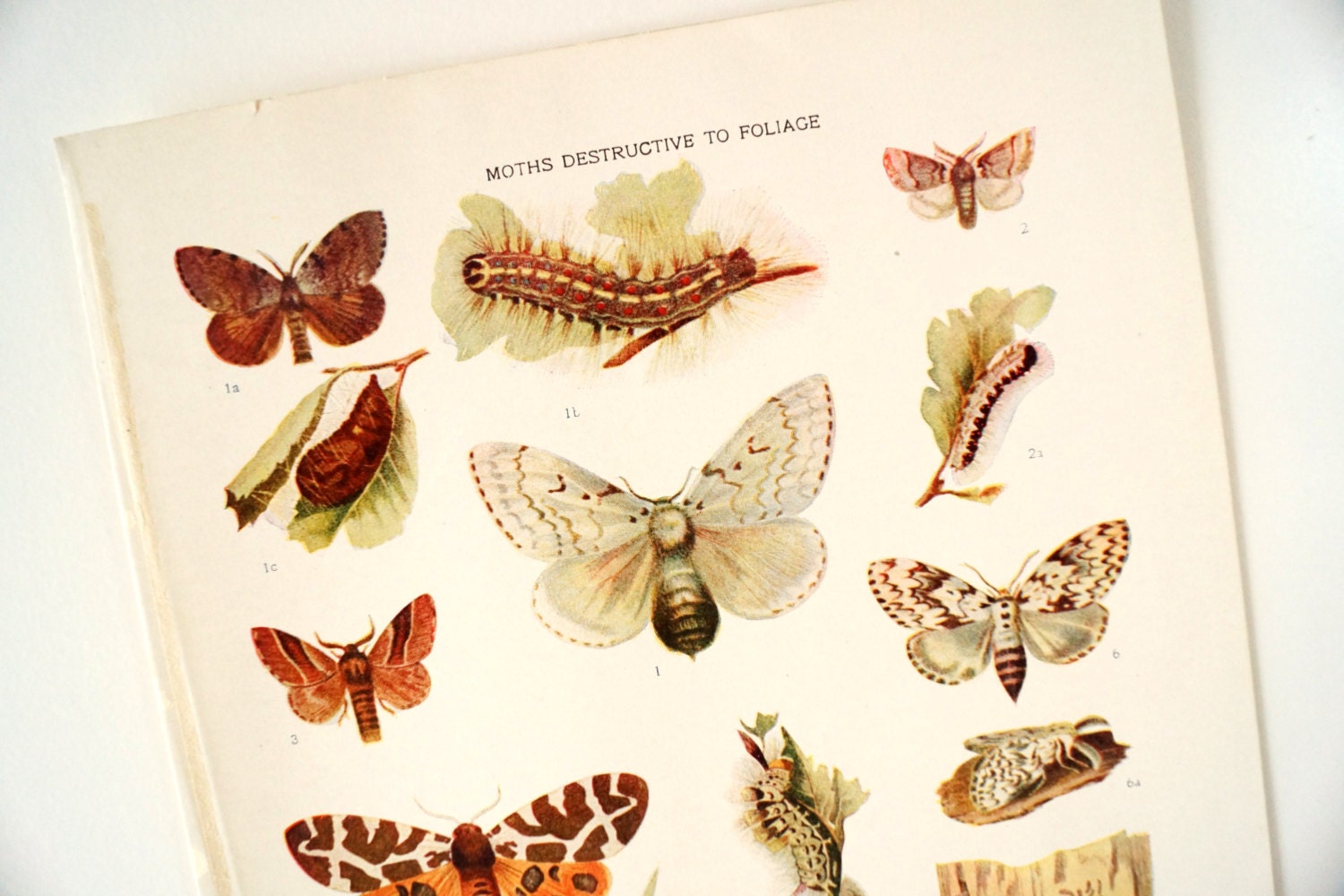 Vintage / Antique Moths Destructive to Foliage Book Plate Engraving (c.1900s) - Collectible, Home Decor