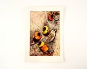 Vintage / Antique Weaver Birds Book Plate Engraving 2 (c.1900s) - Collectible, Home Decor, Ocean Art