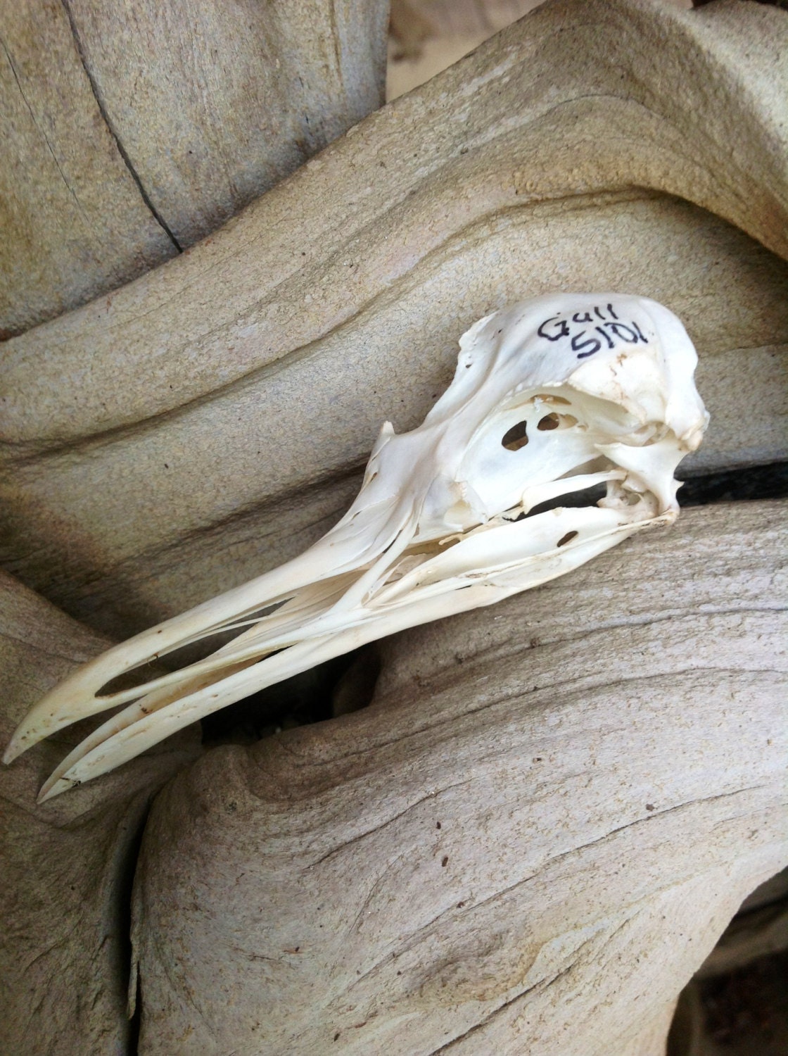 Seagull bird skull, vintage beautiful natural found perfect for display or project