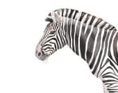 Watercolor painting - Zebra Painting -Z059- animal wildlife art nature black and white print of Watercolor painting by Splodgepodge A4 print