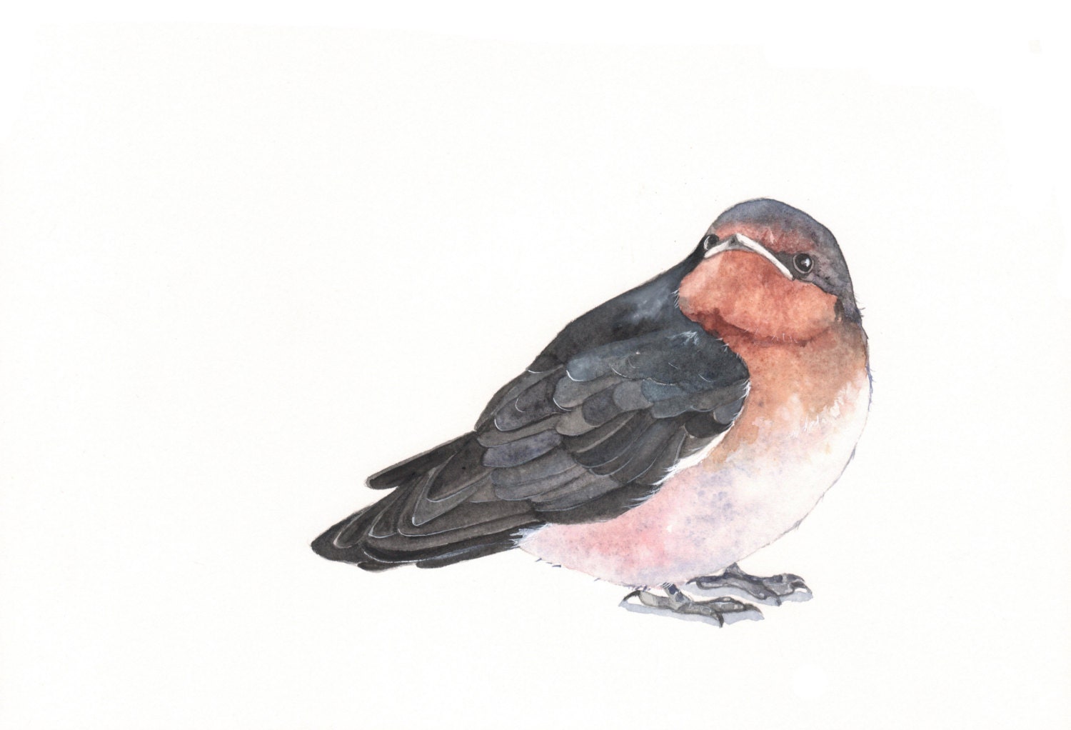 Swallow Painting  print of bird watercolor painting - 5 by 7 print