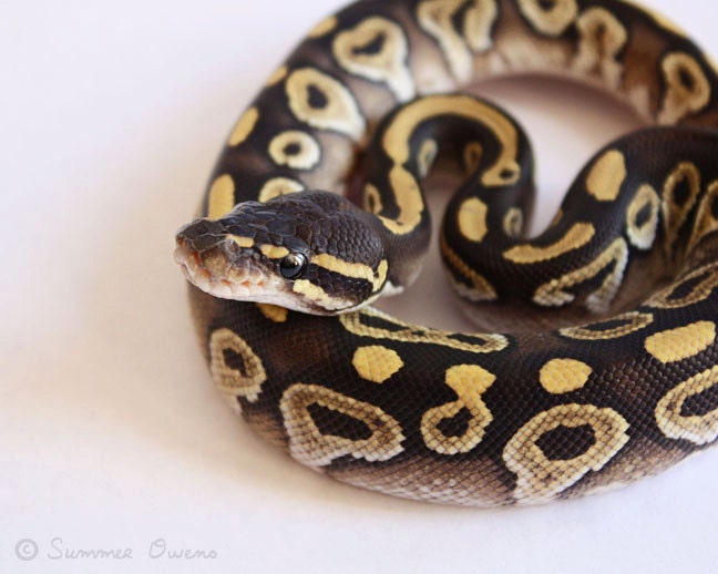 Snake Photography - Reptile Art - Mojave Ball Python - 8x10 Fine Art Photo Print