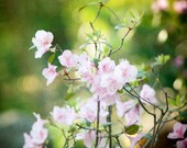 Flower Photography - pink green azaela print nature botanical wall art floral photo picture decor white - 11x14, 8x10 Photograph, "Azaela"