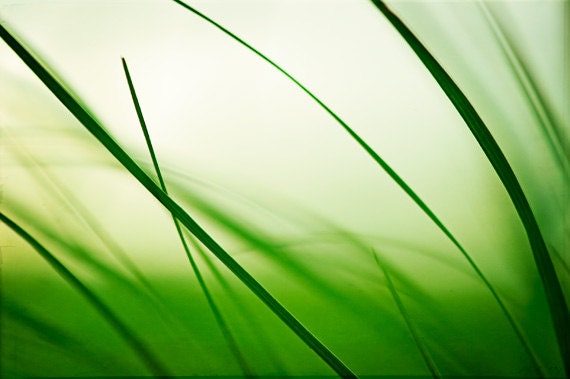 Abstract Photography - green wall art white grass modern photography fine art botanical art prints - 8x10, 8x12 Photograph, "Ebb and Flow"