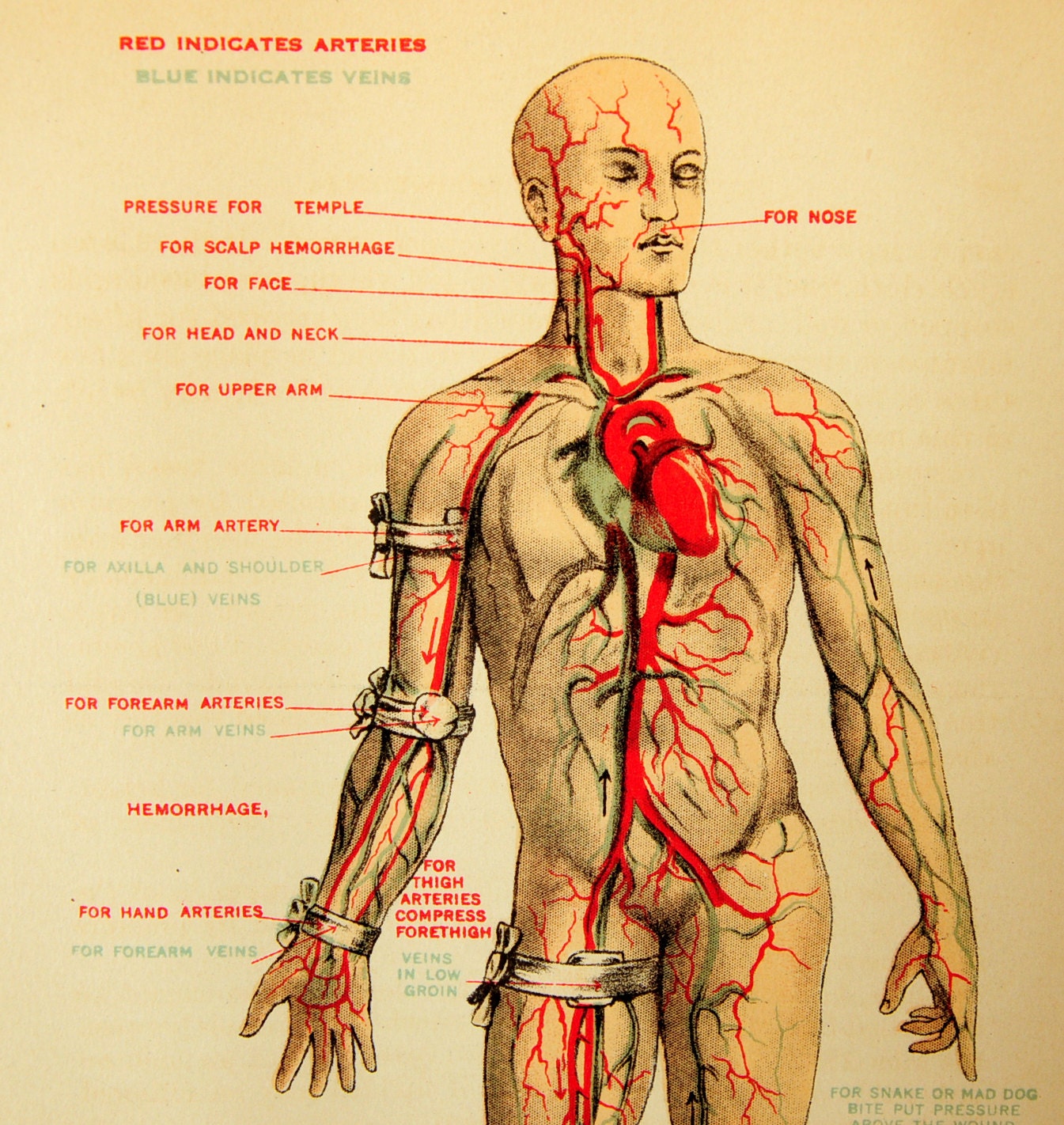 Medical anatomy, medical ephemera, original page, blood flow, bleeding, Domestic Medical Practice book from the mid 1910s