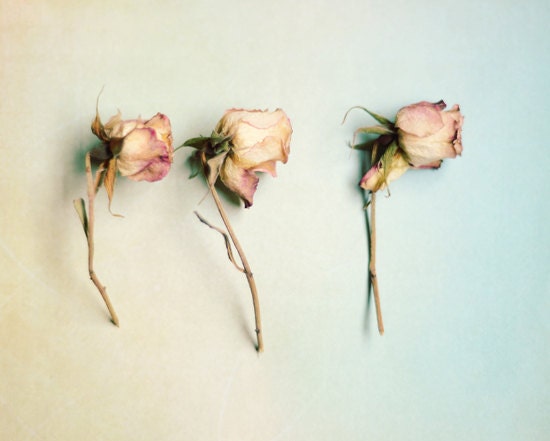 Romantic rose photograph- shabby chic, spring,  floral, pink, cream, teal, pastel,  8x10 print, fine art photograph